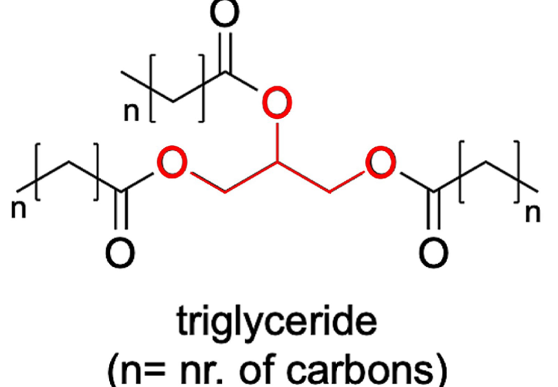 Triglyceride là gì?